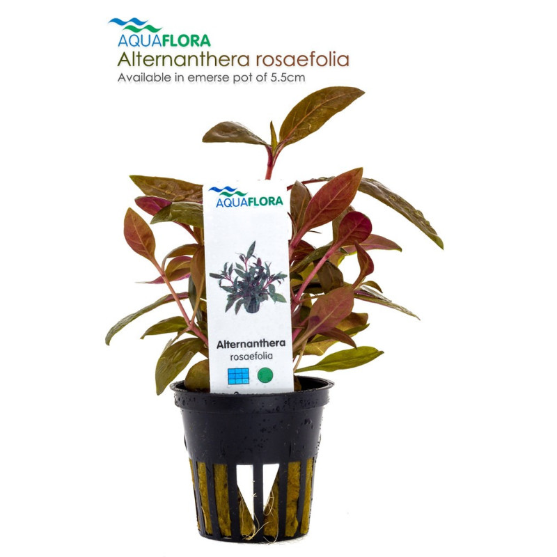 Alternanthera reineckii 'Rosaefolia'