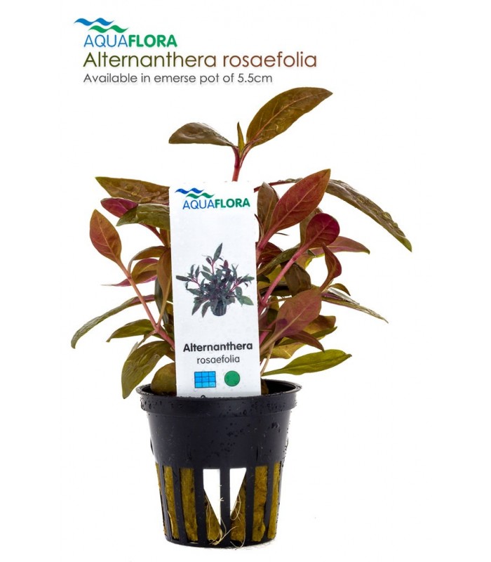 Alternanthera reineckii 'Rosaefolia'