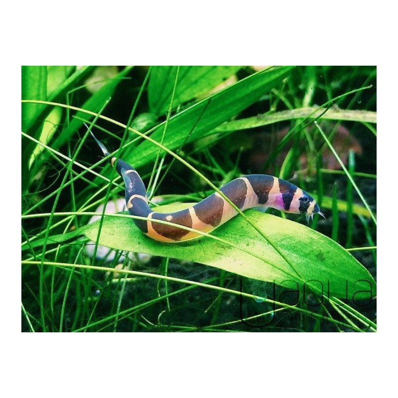 Kuhli 'Cobra' - Pangio semicincta