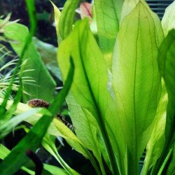Echinodorus grisebachii 'Bleherae'
 Produtor-Tropica
