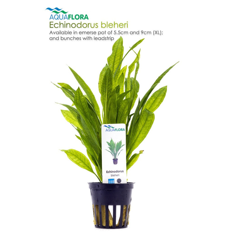 Echinodorus grisebachii 'Bleherae'
