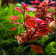 Ludwigia sp. 'Mini Super Red'