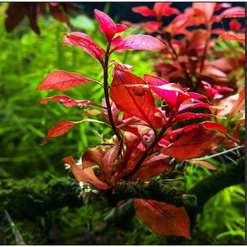 Ludwigia sp. 'Mini Super Red'