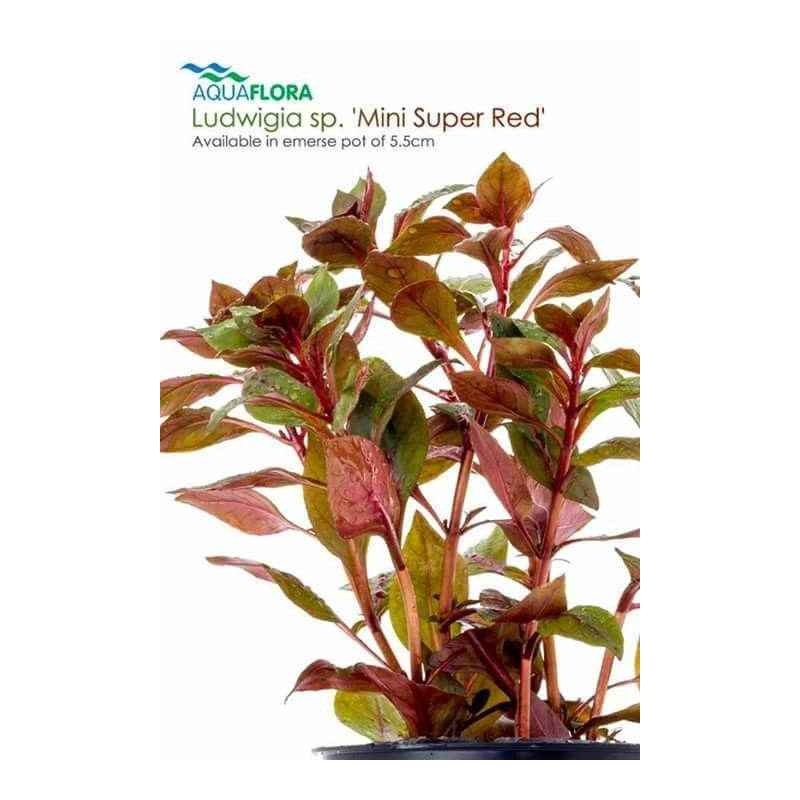 Ludwigia sp. 'Mini Súper Rojo' Ludwigia sp. 'Mini Súper Rojo'