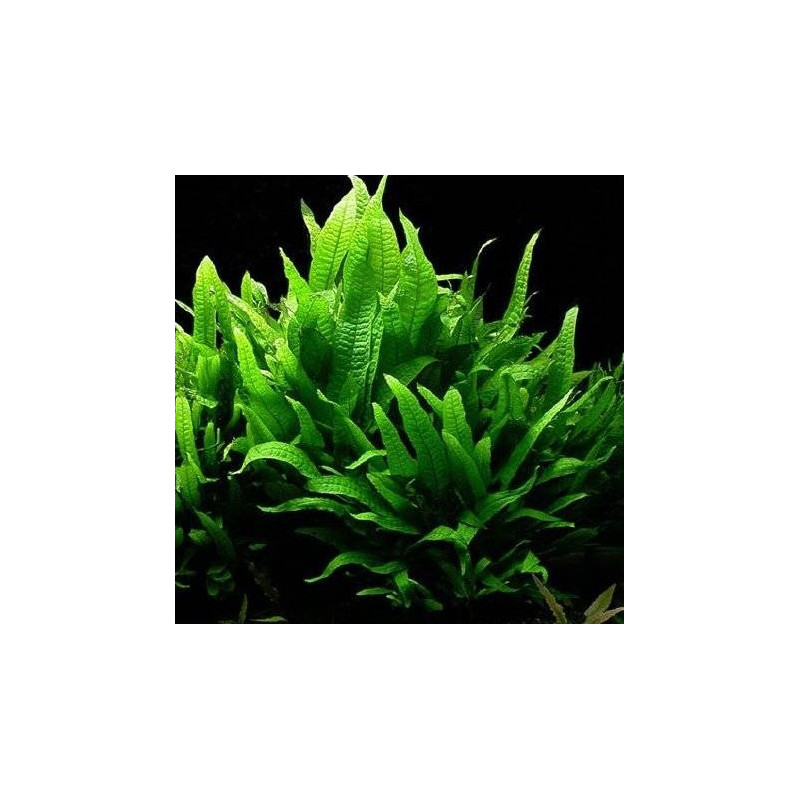 Microsorum pteropus Microsorum pteropus