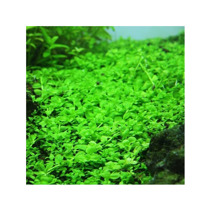 Micranthemum 'Monte Carlo' en Vitro