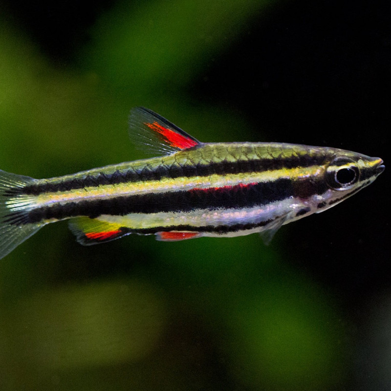 Peixe Lápis Anão - Nannostomus marginatus