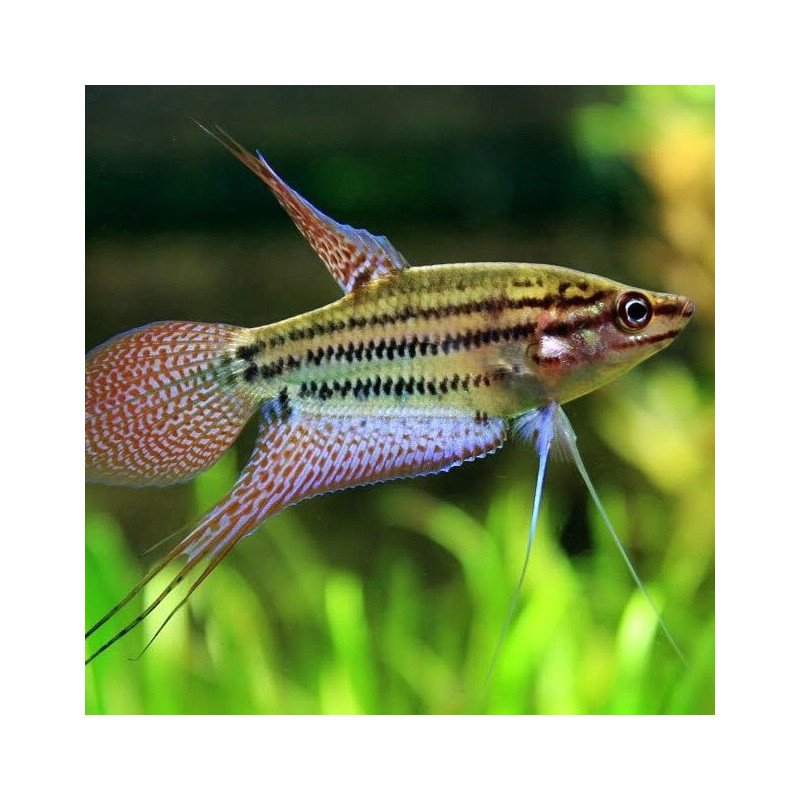 Trichopsis vittata - Croaking Gourami