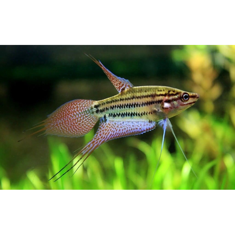 Trichopsis vittata - Croaking Gourami