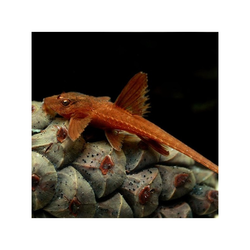 Rineloricaria sp. Red - Red Lizard Catfish