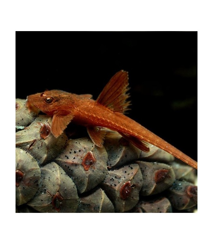 Rineloricaria sp. Red - Red Lizard Catfish