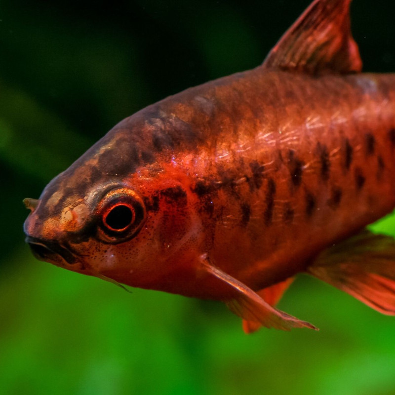 Cherry Barbel - Puntius titteya