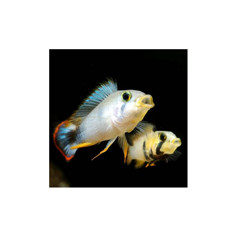 Apistogramma panduro