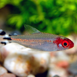 Tetra Nariz de Bêbado 3-3,5 - Hemigrammus rodhostomus Tetra Nariz de Bêbado 3-3,5 - Hemigrammus rodhostomus