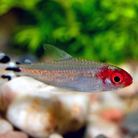 Tetra Nariz de Bêbado 3-3,5 - Hemigrammus rhodostomus