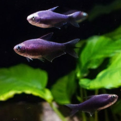 Tetra Emperador Negro - Nematobrycon palmeri Tetra Emperador Negro - Nematobrycon palmeri