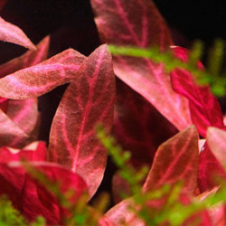 Alternanthera reineckii Rosanervig Alternanthera reineckii Rosanervig