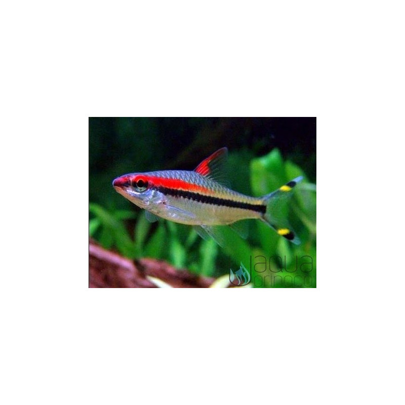 Torpedo Barbel - Puntius denisonii