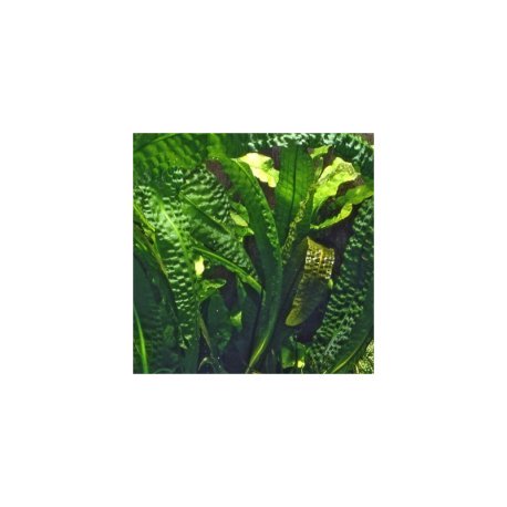 Aponogeton boivinianus