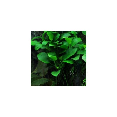 Anubias barteri sp. 'Mini'/ 'Petite'