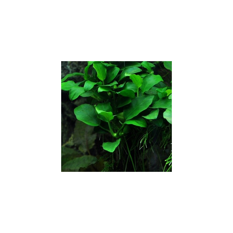 Anubias barteri sp. 'Mini' / 'Petite'