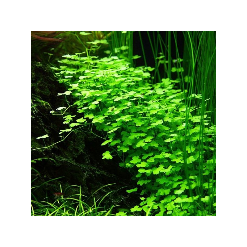 Hydrocotyle tripartita 'Japan'