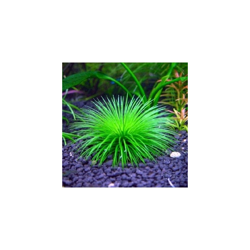 Eriocaulon Cinerum - In Vitro