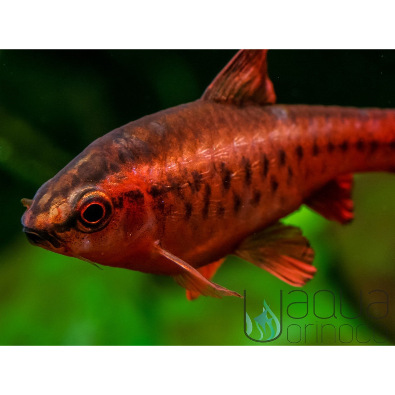 Cherry Barbel - Puntius titteya