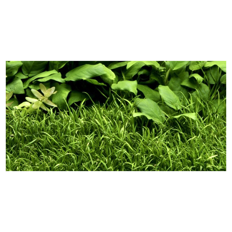 Lilaeopsis brasiliensis