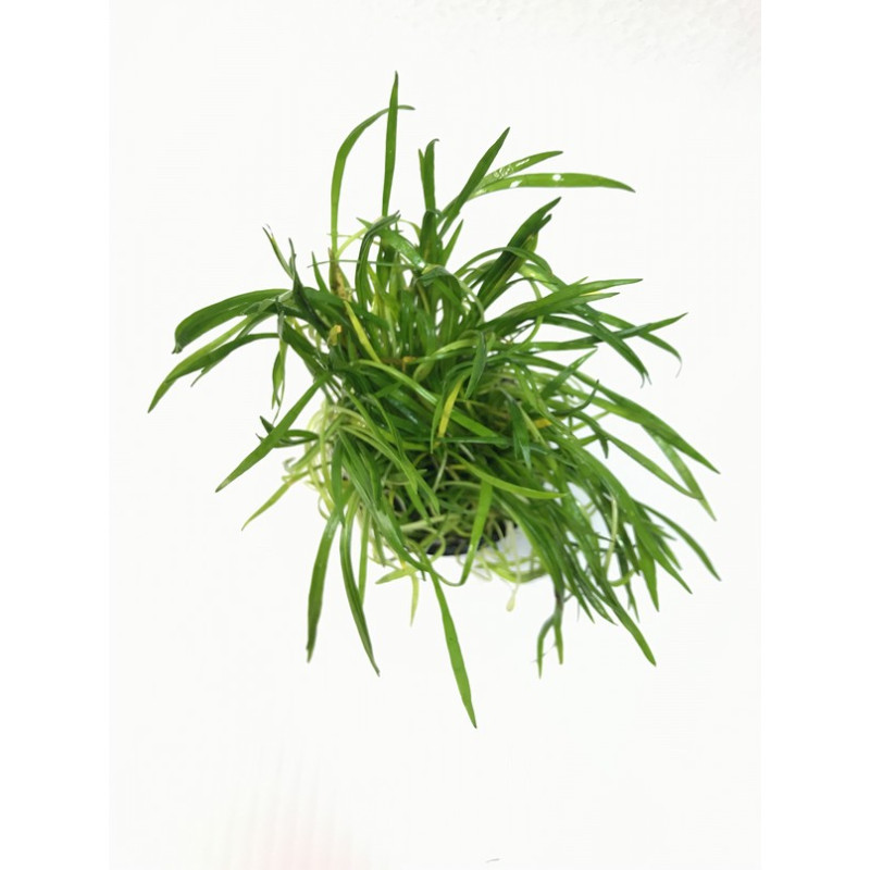 Lilaeopsis brasiliensis