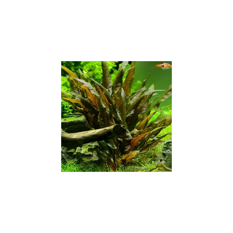 Cryptocoryne wendtii Tropica