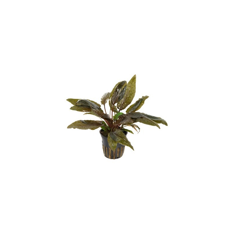 Cryptocoryne wendtii Tropica