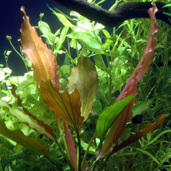 Echinodorus Rosé Echinodorus Rosé