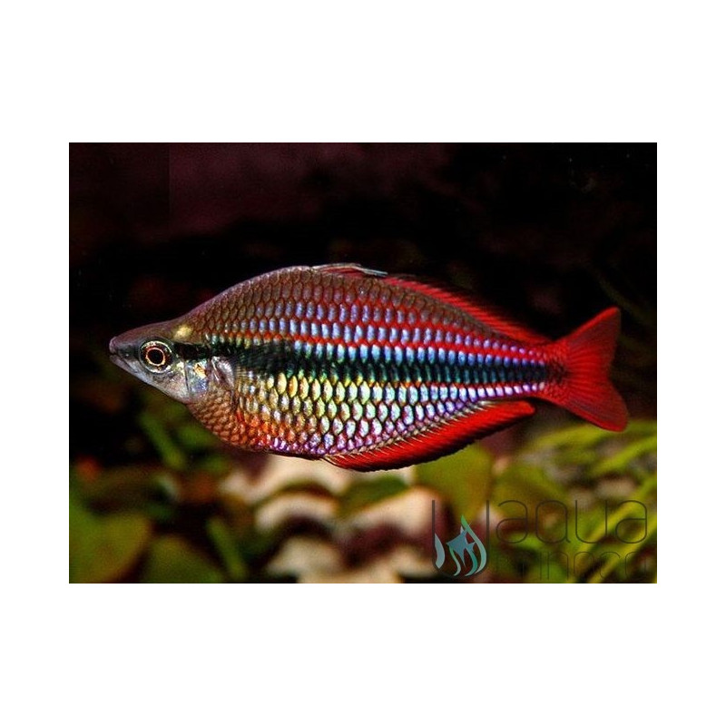 Arco Iris Trifasciata - Melanotaenia trifasciata 4-6 cm