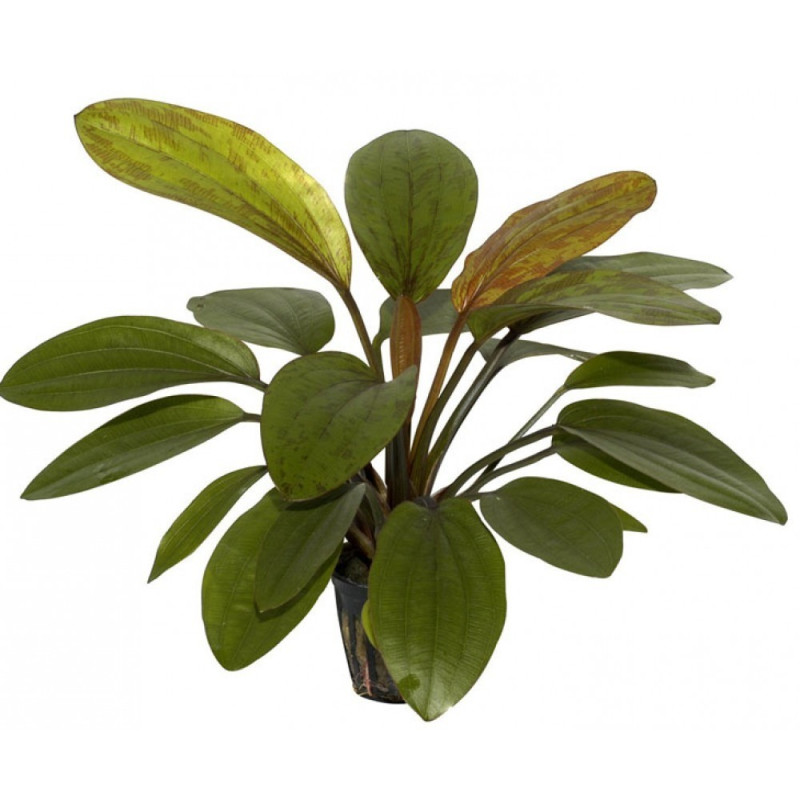 Echinodorus Rosé - AquaOrinoco