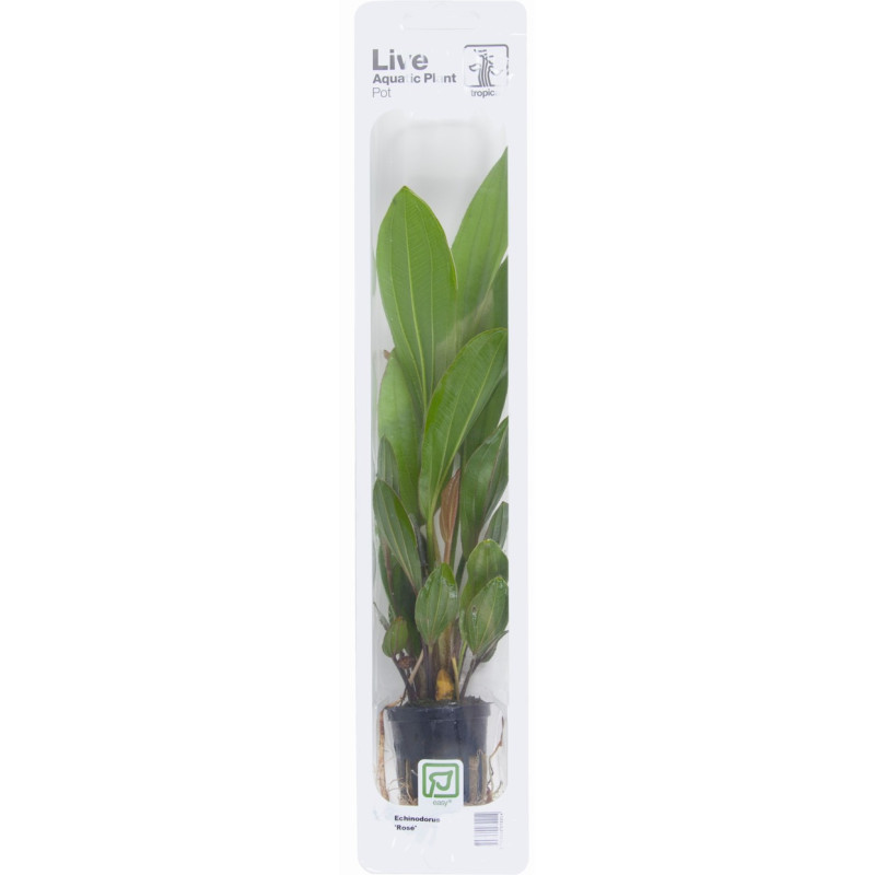 Echinodorus Rosé