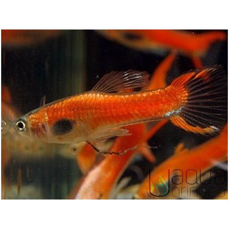 Guppy Endler Red Scarlet - Poecilia wingei