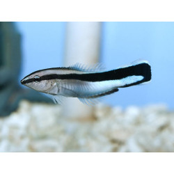 Labroides dimidiatu Labroides dimidiatu
