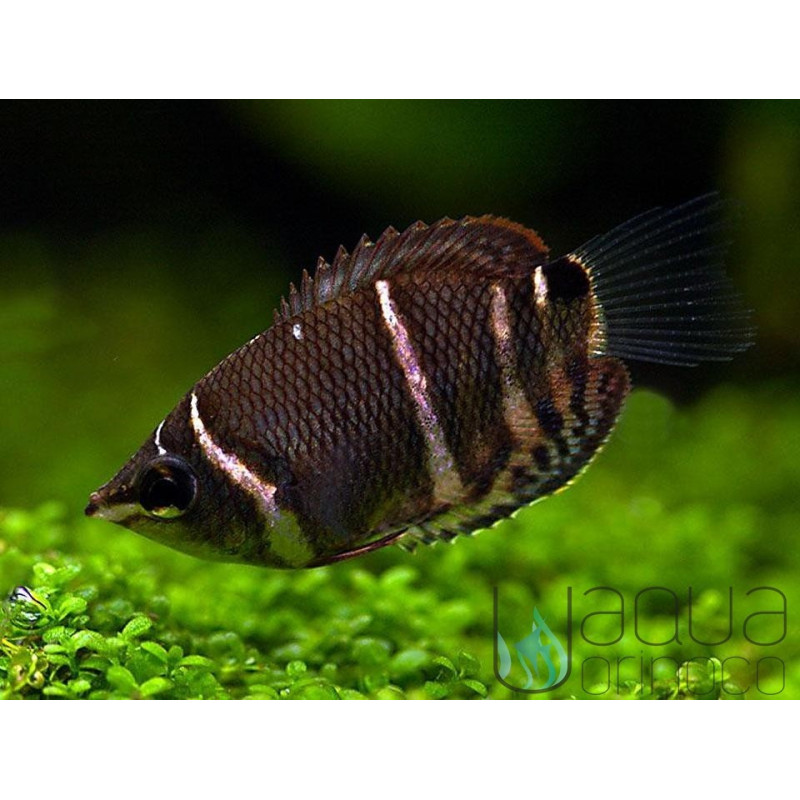 Chocolate Gourami - Sphaerichthys osphromenoides