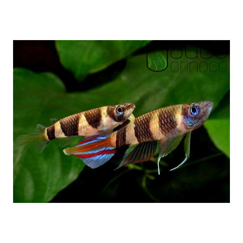 Clown Killifish - Epiplatys annulatus