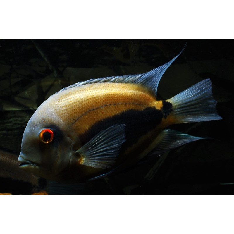 Uaru amphiacanthoides 4-5