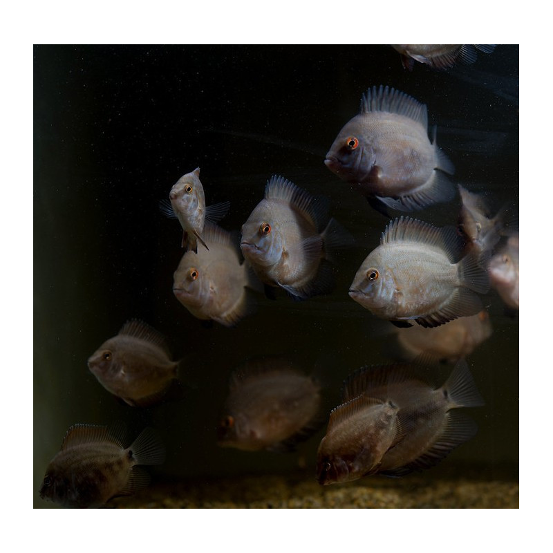 Uaru amphiacanthoides 4-5 Uaru amphiacanthoides 4-5