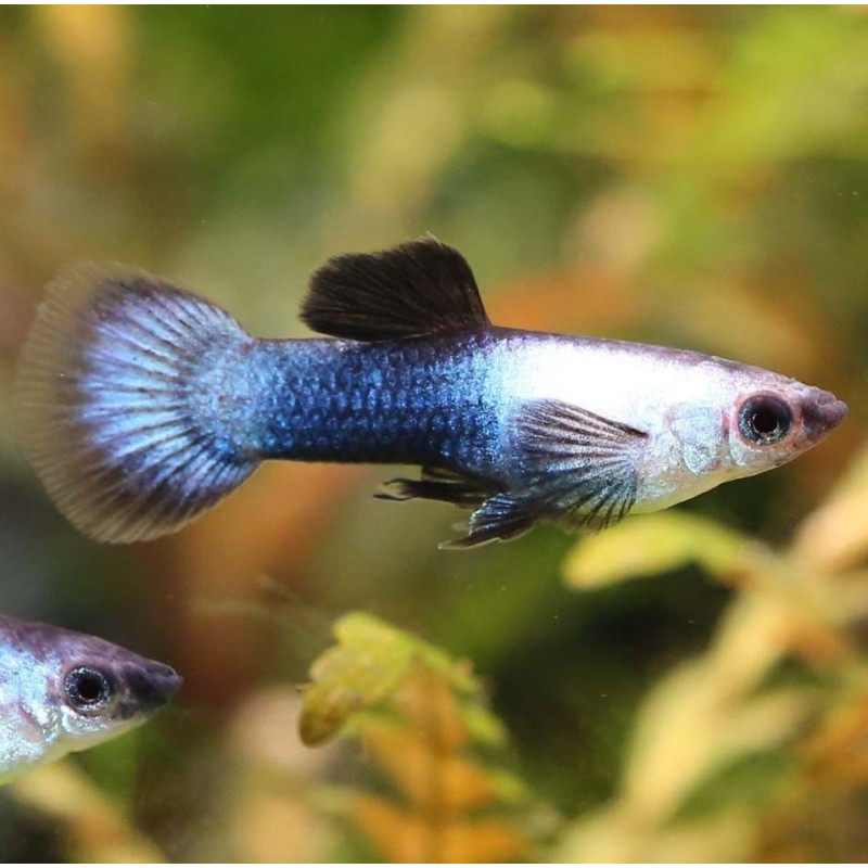 Endler Guppy - Panda