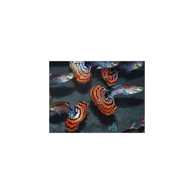 Surtido Guppy M / F - Poecilia reticulata
