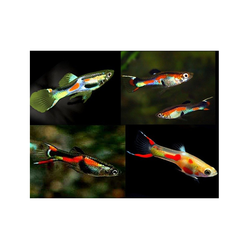 Poecilia wingei - Endler Guppy - Sortido