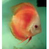 Discus Red Melon 9-10