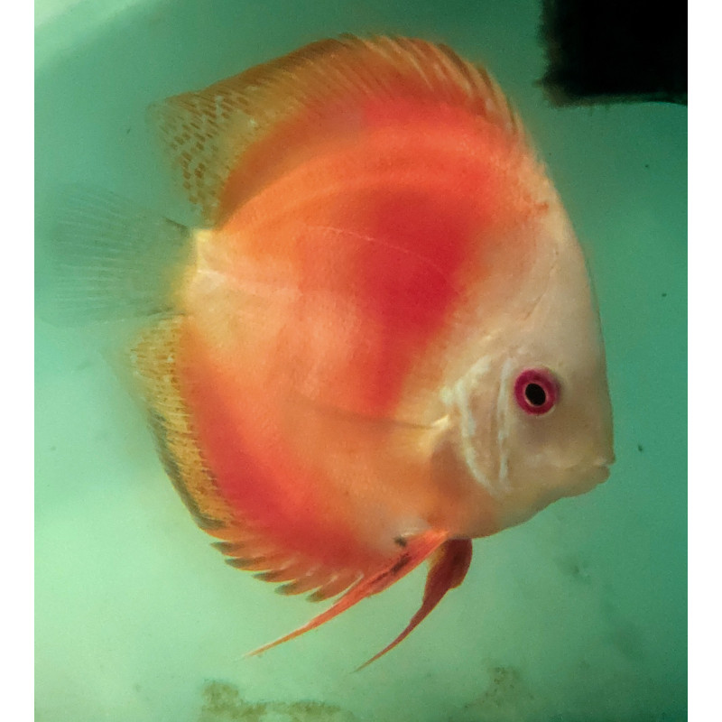 Discus Red Melon 9-10