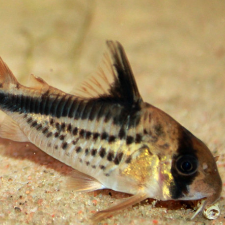 Corydoras loxozonus Corydoras loxozonus