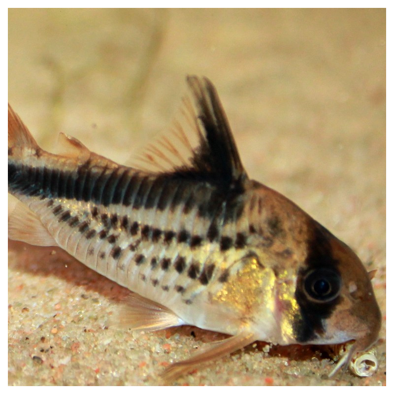Corydoras loxozonus