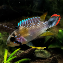 Apistogramma panduro Apistogramma panduro